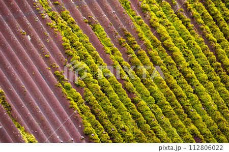 Green of moss grows on old red roof top, background photo texture Green of moss grows on old red roof top, background photo texture 112806022