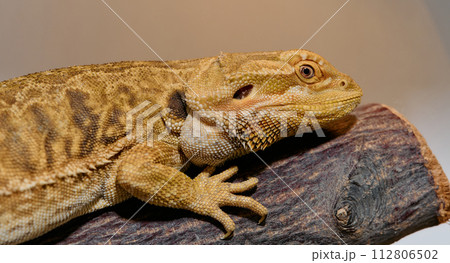 Bearded Dragon: A Close-Up Look at This Amazing Lizard 112806502