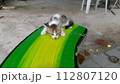 猫 ねこ ネコ 112807120