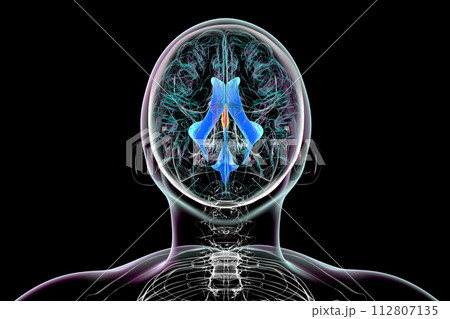 The third brain ventricle, 3D illustration 112807135