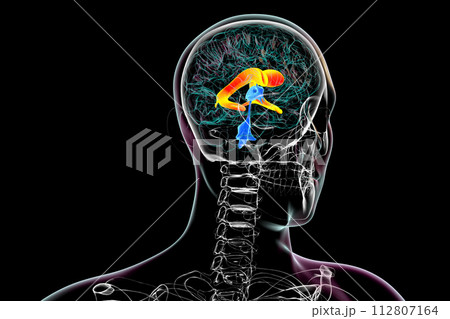 The lateral brain ventricles, 3D illustration. 112807164