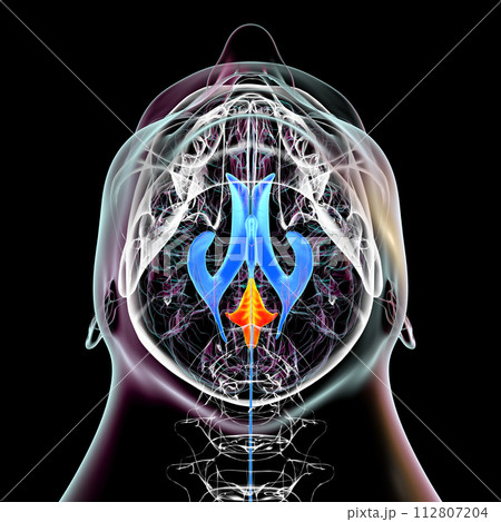 The fourth brain ventricle, 3D illustration. 112807204