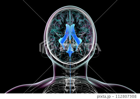 The cerebral aqueduct, 3D illustration. 112807308