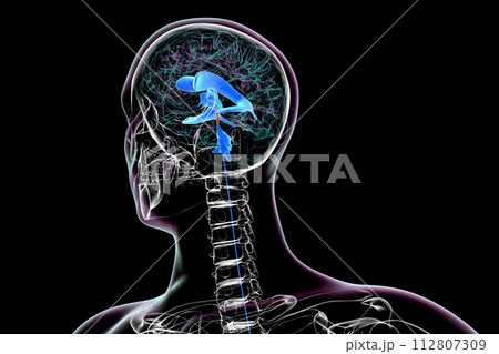 The cerebral aqueduct, 3D illustration. 112807309