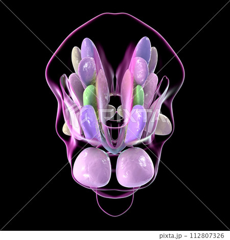 Hypothalamic nuclei, 3D illustrationのイラスト素材 [112807326] - PIXTA