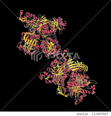 Molecule of beta-hexosaminidase A 112807407