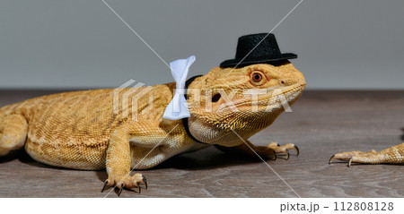 Close-up Portrait of Bearded Dragon (Pogona Vitticeps) with Vibrant Yellow Textured Scales on White Background 112808128