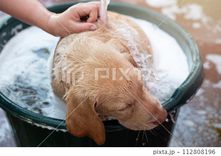 Washing dog pet in bath 112808196