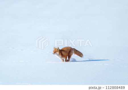 雪原のキタキツネ 北海道三大かわいい動物 雪原のキタキツネ 北海道三大かわいい動物 112808489