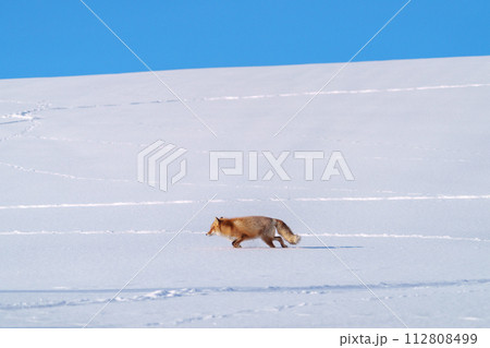 雪原のキタキツネ　北海道三大かわいい動物 112808499