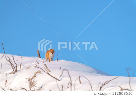 雪原のキタキツネ　北海道三大かわいい動物 112808510