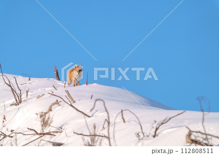 雪原のキタキツネ　北海道三大かわいい動物 112808511