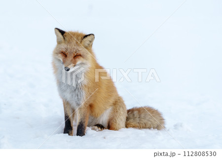 雪原のキタキツネ 北海道三大かわいい動物 雪原のキタキツネ 北海道三大かわいい動物 112808530