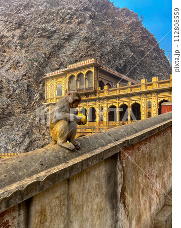 Monkey inside Galta Ji Hindu temple near Jaipur, Rajasthan . High quality photo Monkey inside Galta Ji Hindu temple near Jaipur, Rajasthan . High quality photo 112808559