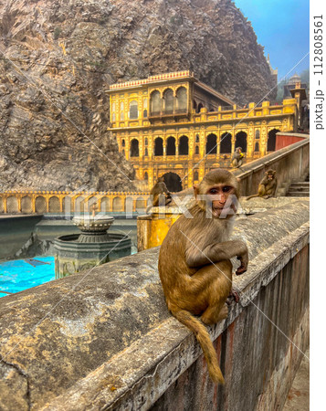 Monkey inside Galta Ji Hindu temple near Jaipur, Rajasthan . High quality photo 112808561