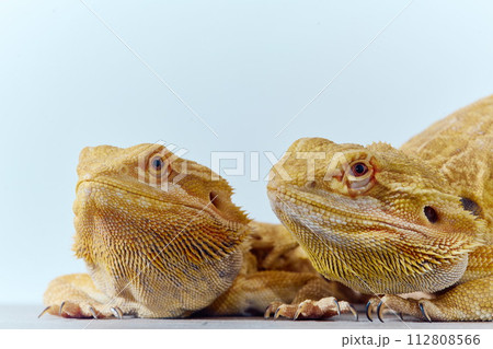 Bearded Dragons: A Close-Up Look at This Amazing Lizards Bearded Dragons: A Close-Up Look at This Amazing Lizards 112808566