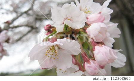 桜手帖 熊谷市の高根神社でサクラ咲く(2017.4.6) 淡いピンク舞うクローズアップ 桜手帖 熊谷市の高根神社でサクラ咲く(2017.4.6) 淡いピンク舞うクローズアップ 112808666
