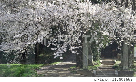 桜手帖 熊谷市の高根神社でサクラ咲く(2017.4.12) 淡いピンク舞うミドルS 桜手帖 熊谷市の高根神社でサクラ咲く(2017.4.12) 淡いピンク舞うミドルS 112808668