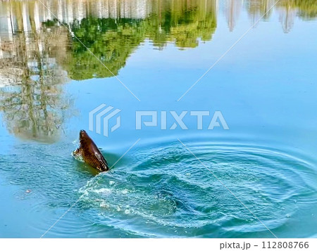 水面から飛び出す鯉 112808766