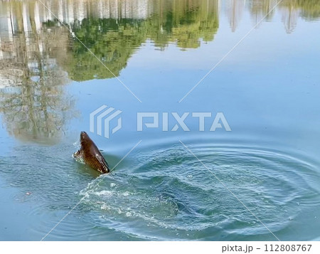 水面から飛び出す鯉 水面から飛び出す鯉 112808767