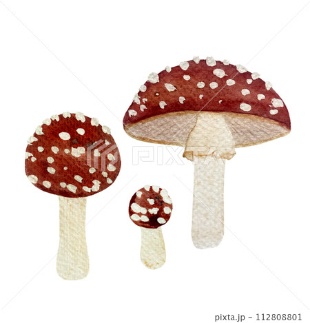 Watercolor hand drawn fly agaric red cap with white spots illustration set isolated on white 112808801
