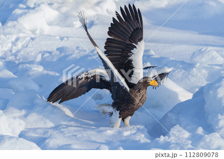 流氷とオオワシ　北海道冬の知床観光　自然が作る絶景 112809078