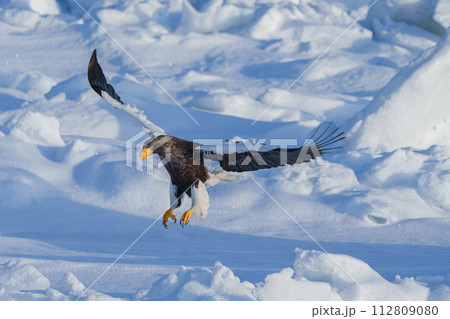 流氷とオオワシ　北海道冬の知床観光　自然が作る絶景 112809080