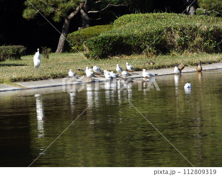 稲毛海浜公園浜の池に来た冬の渡り鳥ユリカモメ 稲毛海浜公園浜の池に来た冬の渡り鳥ユリカモメ 112809319