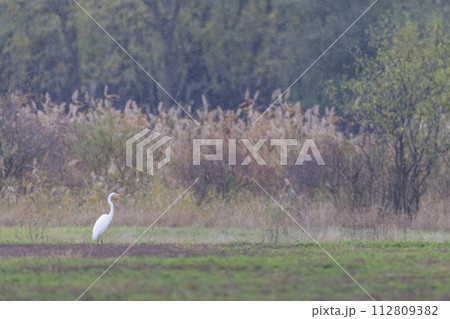 White heron, (Ardea alba, Egretta alba), in Hortobagy National Park, UNESCO World Heritage Site, Puszta is one of largest meadow and steppe ecosystems in Europe, Hungary White heron, (Ardea alba, Egretta alba), in Hortobagy National Park, UNESCO World Heritage Site, Puszta is one of largest meadow and steppe ecosystems in Europe, Hungary 112809382