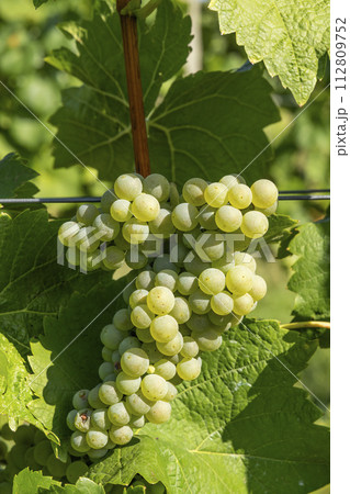 Vineyard with Hibernal near Cejkovice, Southern Moravia, Czech Republic Vineyard with Hibernal near Cejkovice, Southern Moravia, Czech Republic 112809752