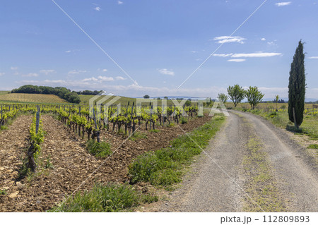 Typical vineyard with stones near Chateauneuf-du-Pape, Cotes du Rhone, France 112809893
