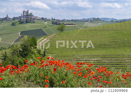Typical vineyard near Castiglione Falletto, Barolo wine region, province of Cuneo, region of Piedmont, Italy 112809968