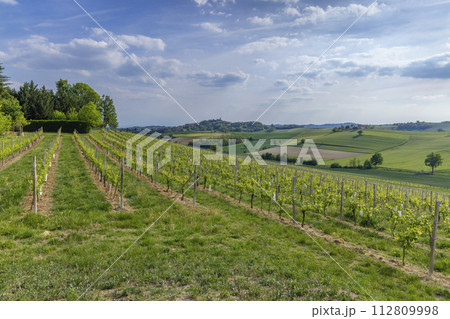 Typical vineyard near Castello di Razzano and Alfiano Natta, Barolo wine region, province of Cuneo, region of Piedmont, Italy Typical vineyard near Castello di Razzano and Alfiano Natta, Barolo wine region, province of Cuneo, region of Piedmont, Italy 112809998