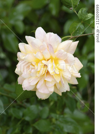 yellow rose in garden yellow rose in garden 112809999