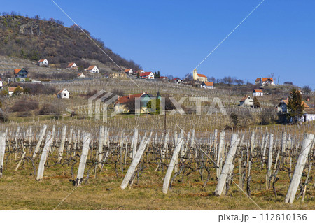 vineyard in Somlo (Somlyo) hill, Veszprem county, Hungary vineyard in Somlo (Somlyo) hill, Veszprem county, Hungary 112810136