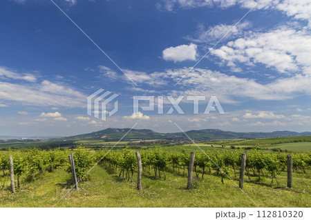 Vineyards under Palava, Southern Moravia, Czech Republic Vineyards under Palava, Southern Moravia, Czech Republic 112810320