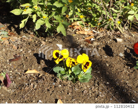 黄色い花はビオラの花 112810412