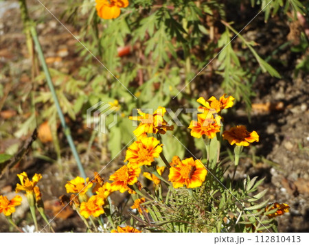 黄色い縁取りのオレンジ色の花はマリーゴールドの花 112810413