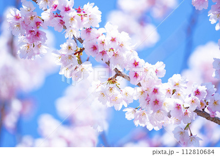 青空バックの桜 青空バックの桜 112810684
