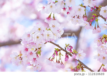 青空バックの桜 青空バックの桜 112810689
