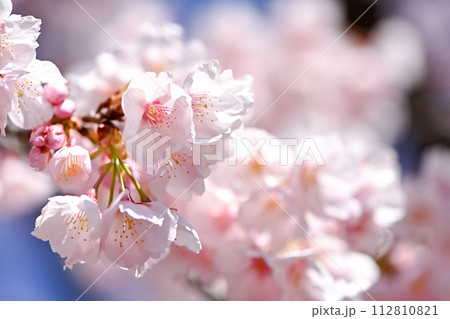 桜咲く 桜咲く 112810821