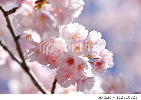 桜咲く 桜咲く 112810823