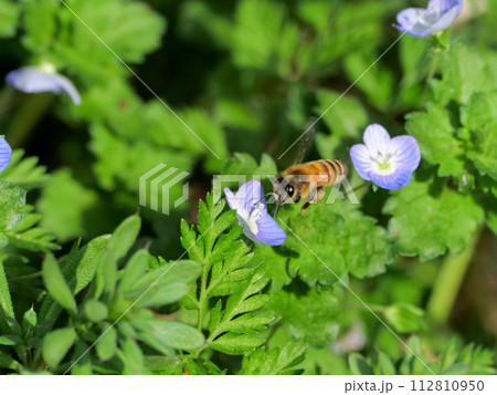 花の蜜を吸うミツバチ 112810950
