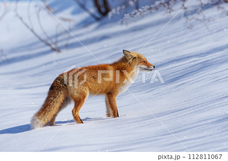 冬の可愛いモフモフなキタキツネ　冬の北海道の野生動物 112811067