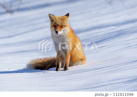 冬の可愛いモフモフなキタキツネ　冬の北海道の野生動物 112811096