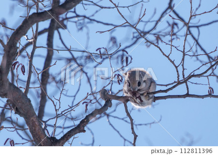 冬のモフモフなエゾモモンガ　北海道三大かわいい野生動物 112811396