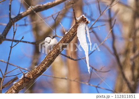 雪の妖精モフモフなシマエナガ　北海道三大かわいい 112811851