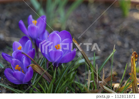 Beautiful early spring flowers of purple crocuses bloom in the garden, text space. 112811871