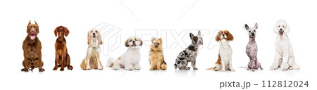 Collage of adorable purebred dogs of different breeds calmly sitting against white studio background 112812024