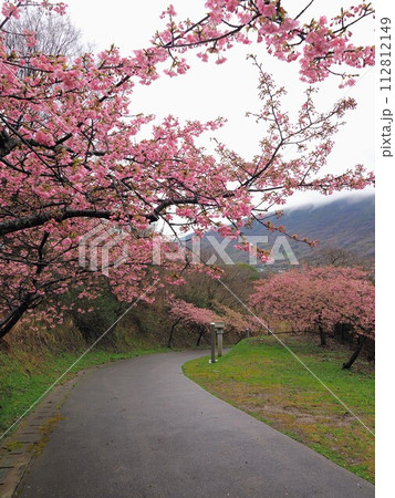 青海神社～白峯寺の参道の河津桜【香川県坂出市青海町】 112812149